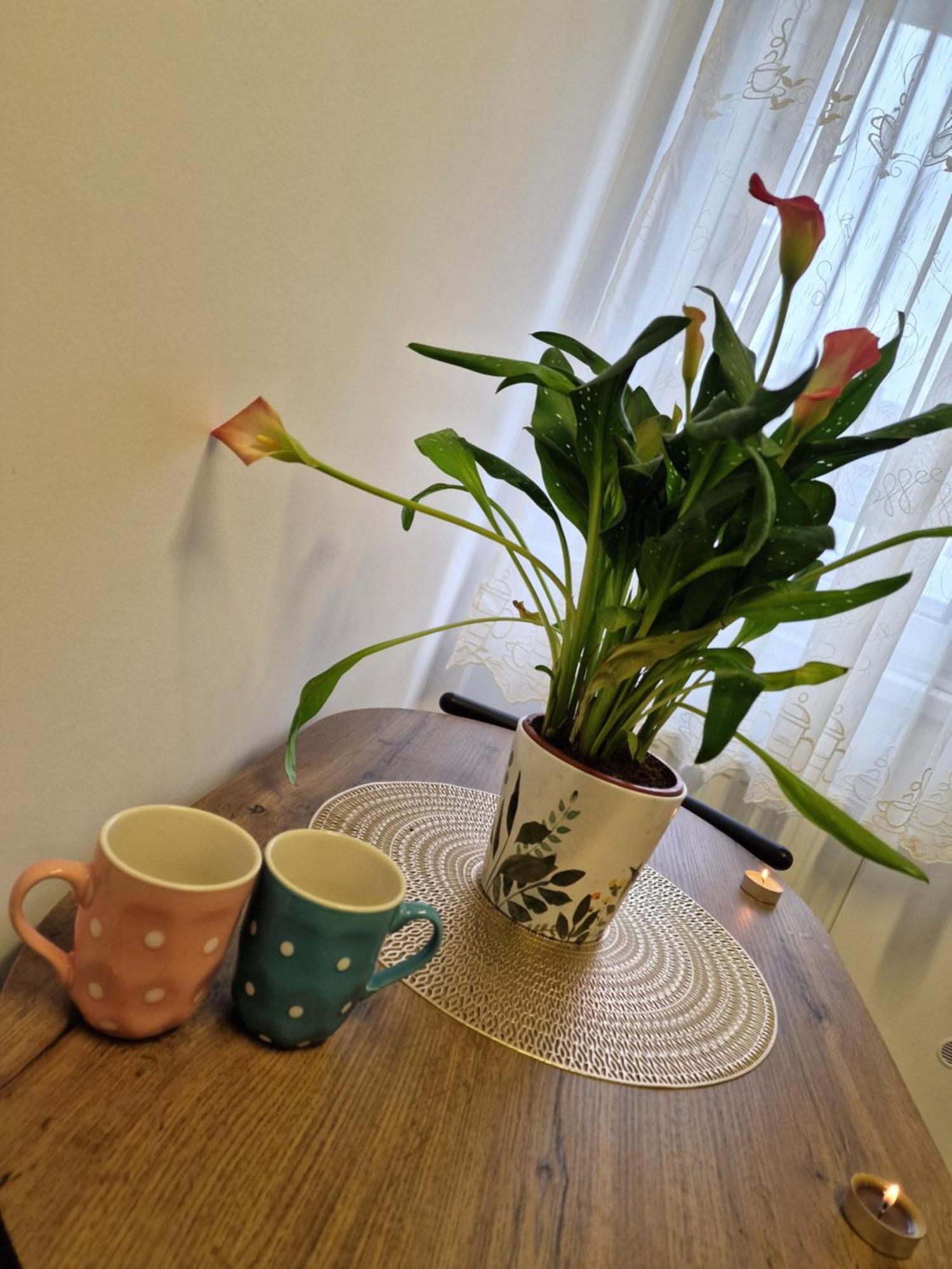 Studio&Garden! Roşu Kültér fotó