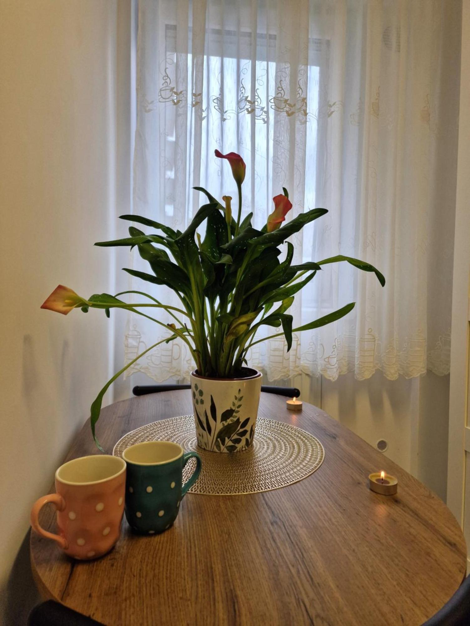 Studio&Garden! Roşu Kültér fotó